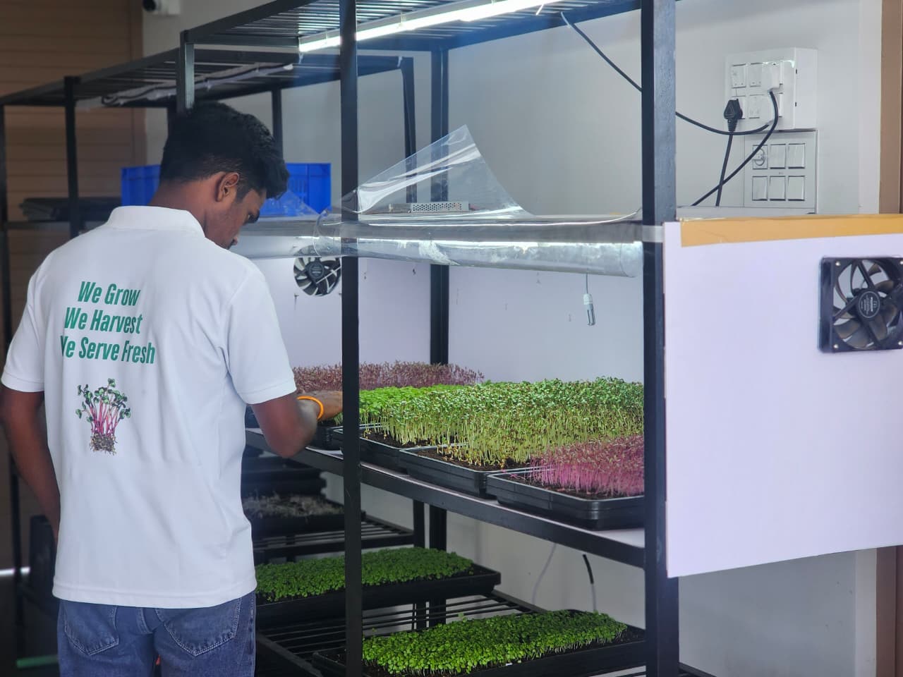 belFresh clean indoor microgreens growing trays