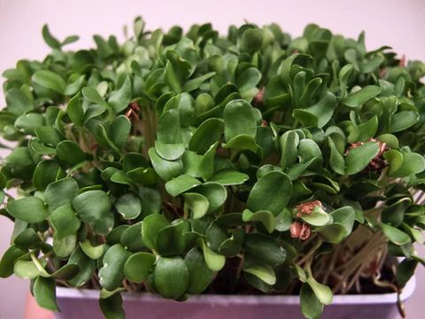 Flax Microgreens