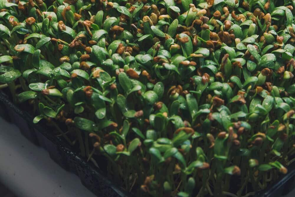 Methi (Fenugreek)