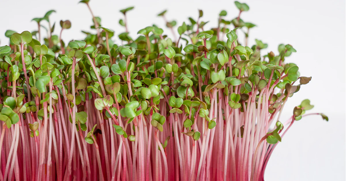 Pink radish microgreens