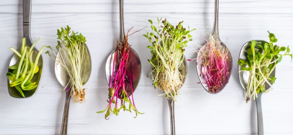 Fresh belFresh microgreens
