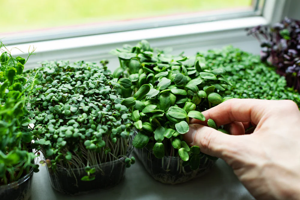 Freshly harvested microgreens ready for delivery